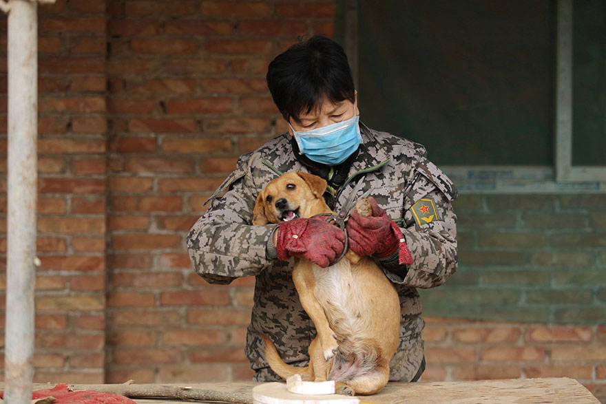 Каждый день эти пожилые китаянки просыпаются в 4 утра, чтобы накормить 1300 бродячих собак-5