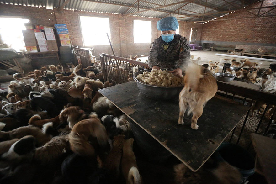 Каждый день эти пожилые китаянки просыпаются в 4 утра, чтобы накормить 1300 бродячих собак-1