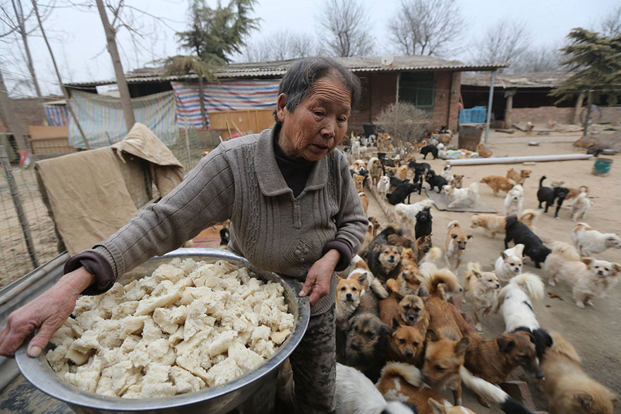 Каждый день эти пожилые китаянки просыпаются в 4 утра, чтобы накормить 1300 бродячих собак-2