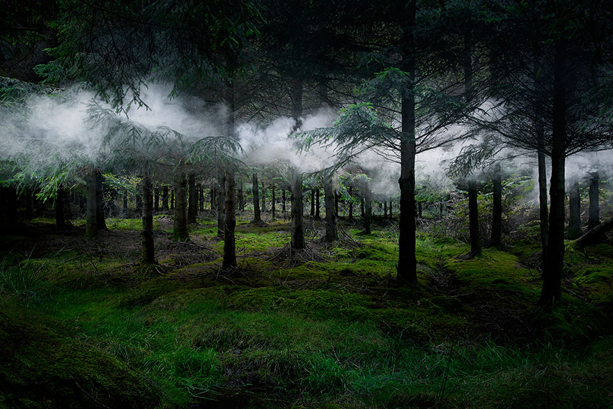 Лесные пейзажи Великобритании Элли Дэвис