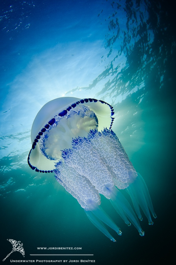 45 красивых подводных фотографий, от которых замирает дыхание