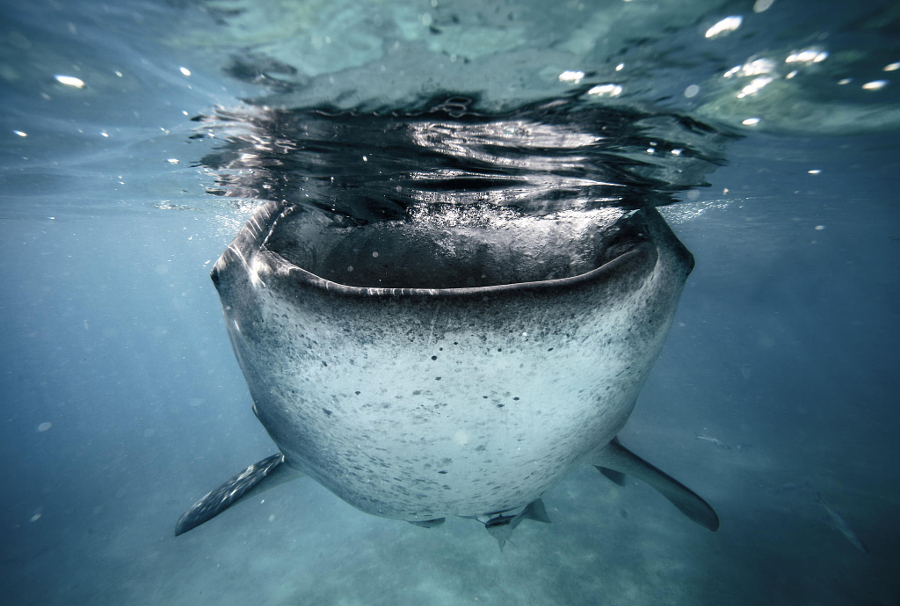 45 красивых подводных фотографий, от которых замирает дыхание