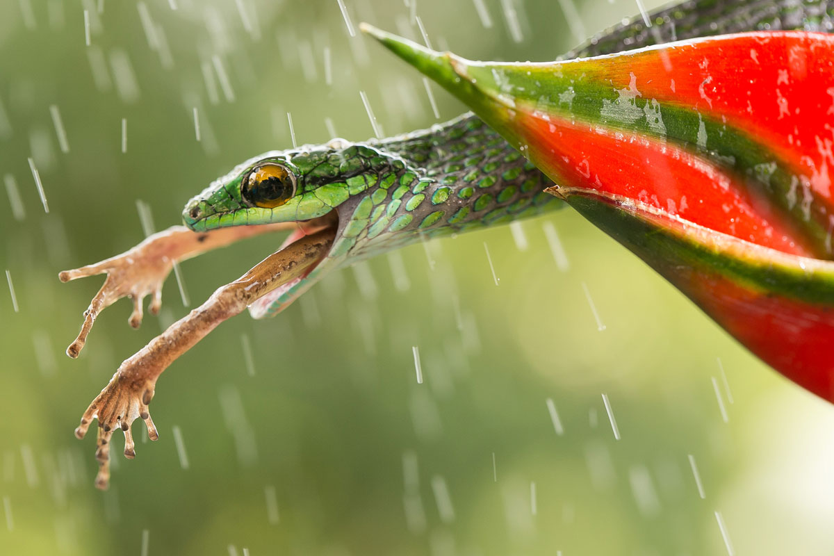 Смитсоновский фотоконкурс-Snake-Eating-Frog