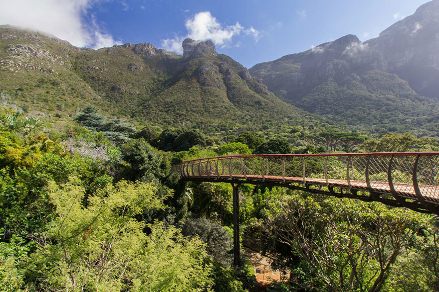 Тропа над деревьями в красивейшем ботаническом саду Кейптауна