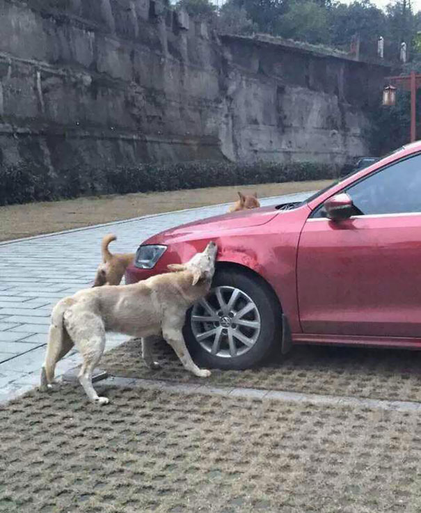 Как бродячие собаки громили автомобиль, который занял их место-2