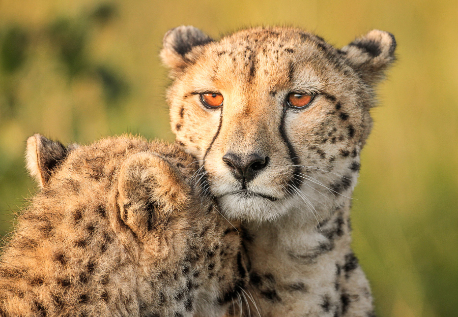 Чудесные изображения африканских диких животных от Жако Маркса