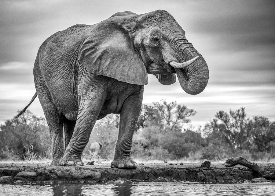 Чудесные изображения африканских диких животных от Жако Маркса