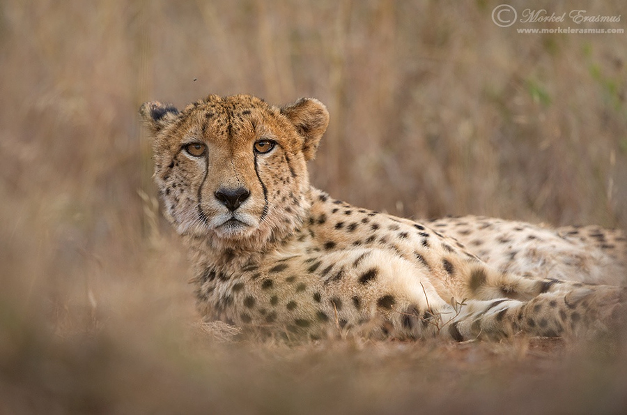 Photograph Lying with a Cheetah by Morkel Erasmus on 500px