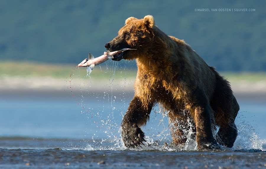 10 талантливых фотографов дикой природы на 500px