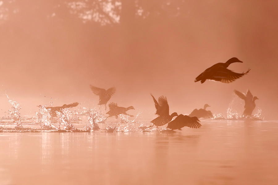 10 талантливых фотографов дикой природы на 500px