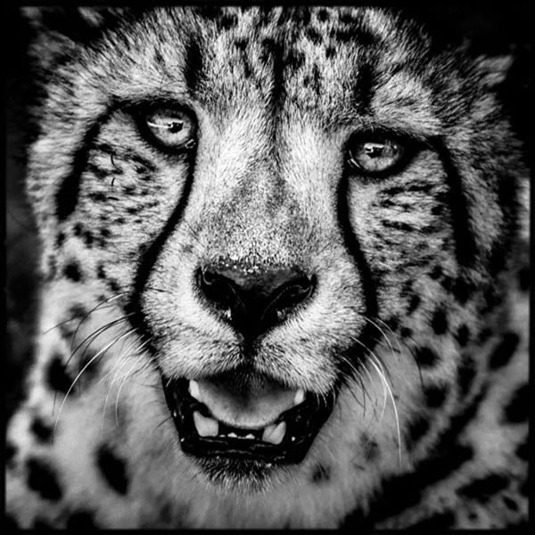Чёрно-белые фотографии африканских диких животных от Лорана Баху