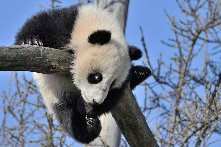 Скучающие, задумчивые и забавные панды - 50 очаровательных фотографий