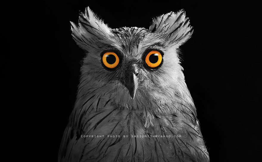Многогранные совы в фотографиях Саси Смита-25