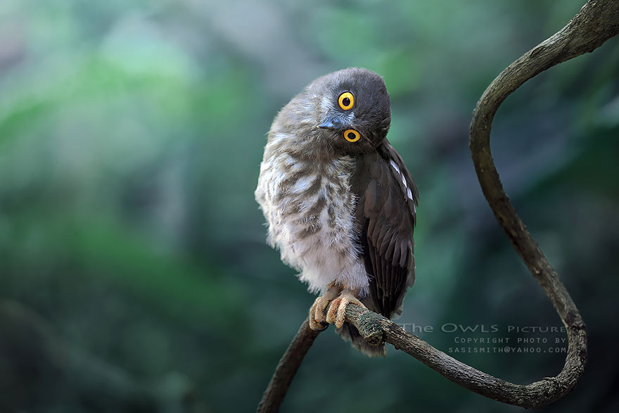 Многогранные совы в фотографиях Саси Смита-31