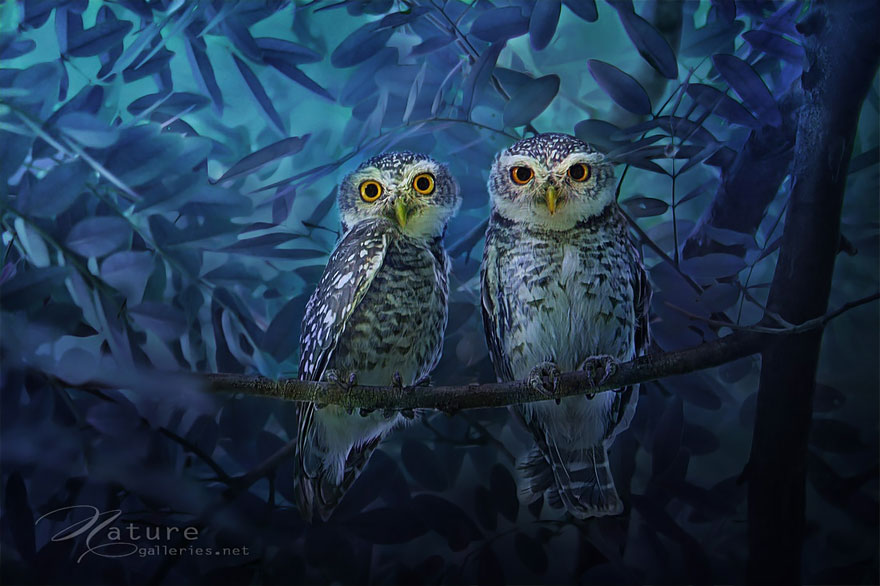Многогранные совы в фотографиях Саси Смита-6