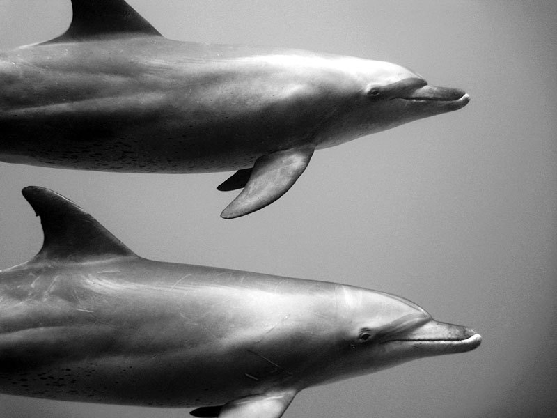 Подводные животные в захватывающих фотографиях Хорхе Сервера Хаузера