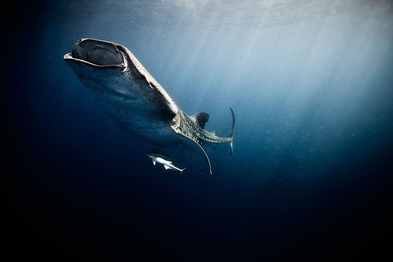 Подводные животные в захватывающих фотографиях Хорхе Сервера Хаузера