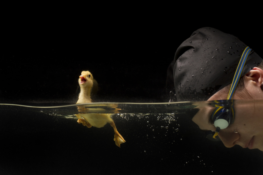 Девушка-пловчиха и ее утенок в серии очаровательных фотографий Хуана Осорио