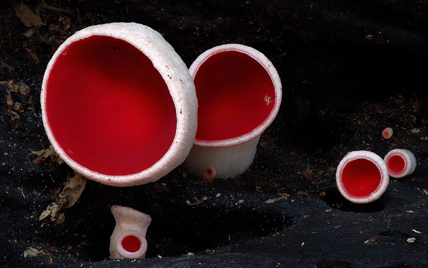 Волшебные макрофотографии из мира грибов от Стива Эксфорда-21