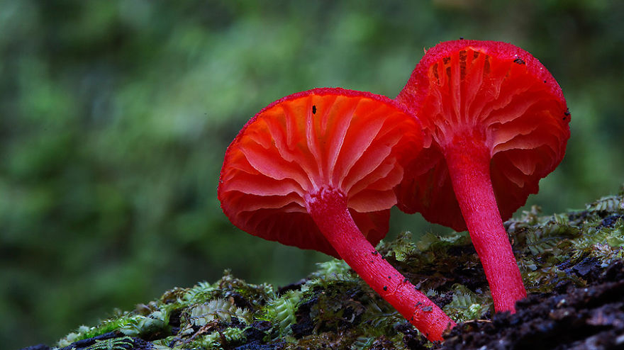 Волшебные макрофотографии из мира грибов от Стива Эксфорда-8