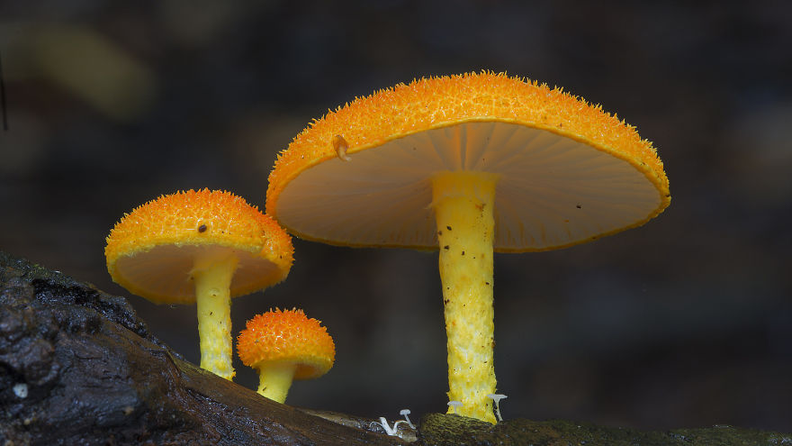Волшебные макрофотографии из мира грибов от Стива Эксфорда-14