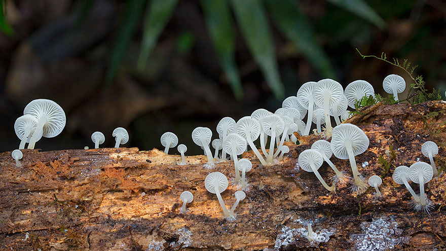 Волшебные макрофотографии из мира грибов от Стива Эксфорда-22