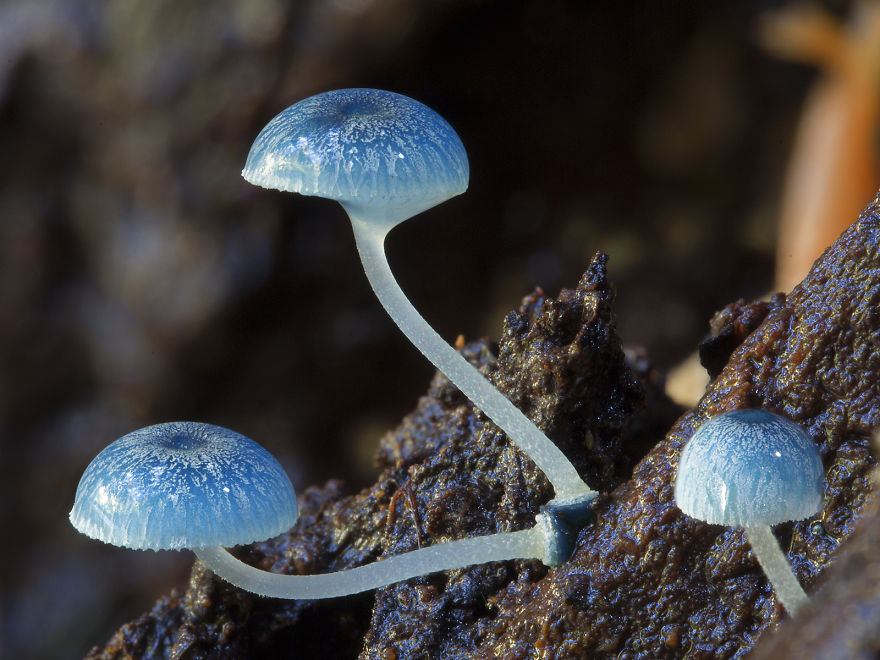 Волшебные макрофотографии из мира грибов от Стива Эксфорда-3