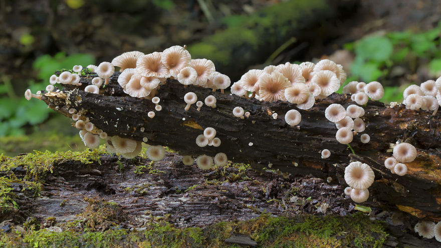 Волшебные макрофотографии из мира грибов от Стива Эксфорда-16