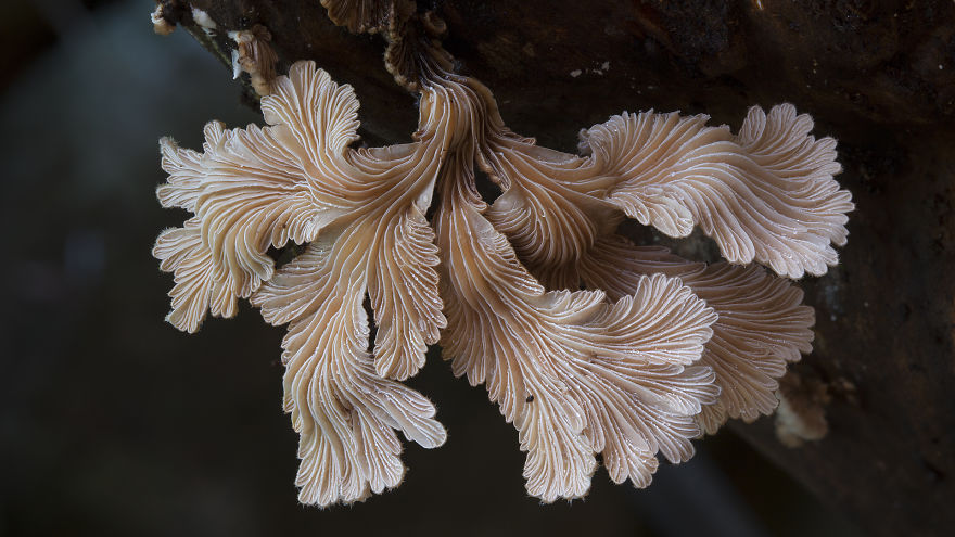 Волшебные макрофотографии из мира грибов от Стива Эксфорда-1
