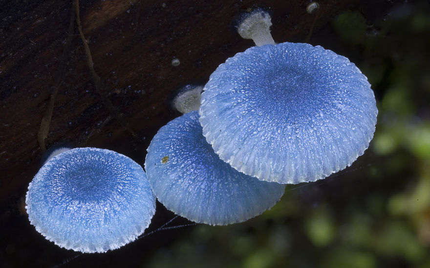 Волшебные макрофотографии из мира грибов от Стива Эксфорда-10