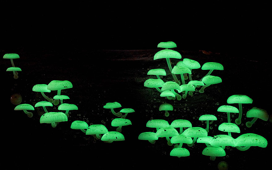 Волшебные макрофотографии из мира грибов от Стива Эксфорда-6