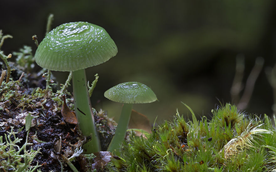Волшебные макрофотографии из мира грибов от Стива Эксфорда-20