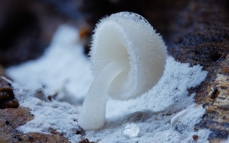 Волшебные макрофотографии из мира грибов от Стива Эксфорда-17