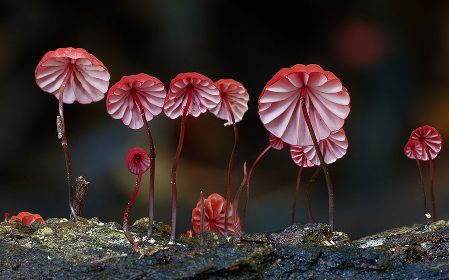 Волшебные макрофотографии из мира грибов от Стива Эксфорда-15