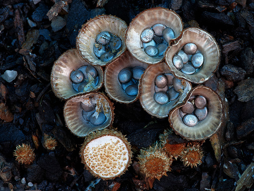 Волшебные макрофотографии из мира грибов от Стива Эксфорда-7