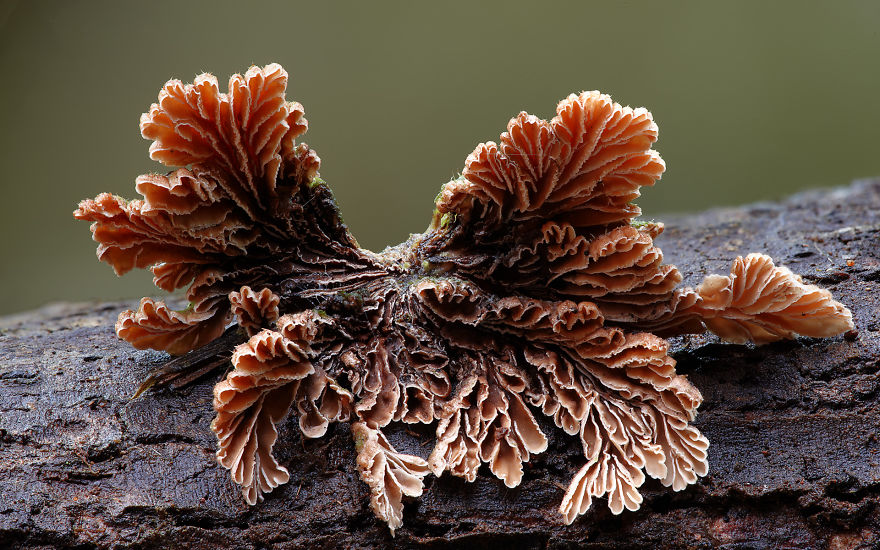 Волшебные макрофотографии из мира грибов от Стива Эксфорда-24
