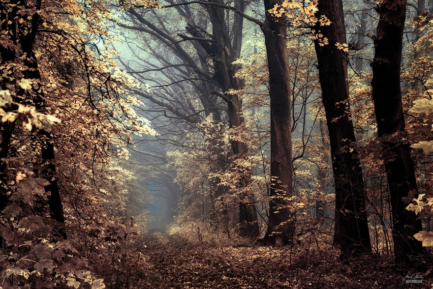 Мистический осенний лес чешского фотографа Янека Седлара