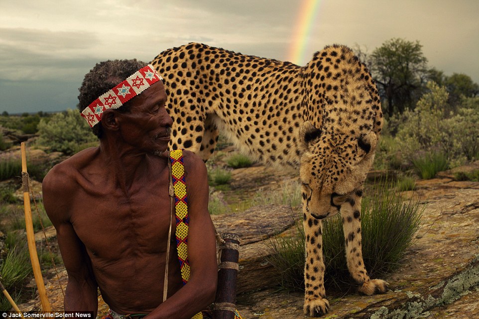 Охотники из древнего племени не боятся диких гепардов - фотограф Джек Сомервилль - 2