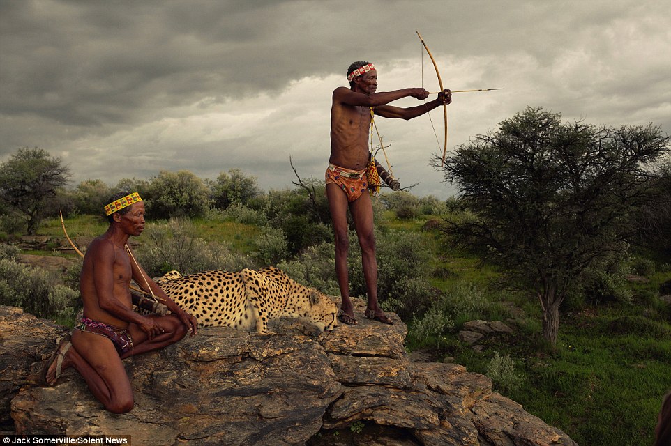 Охотники из древнего племени не боятся диких гепардов - фотограф Джек Сомервилль - 3
