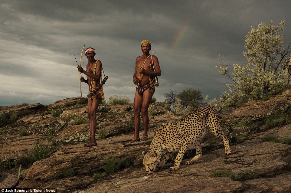 Охотники из древнего племени не боятся диких гепардов - фотограф Джек Сомервилль - 4