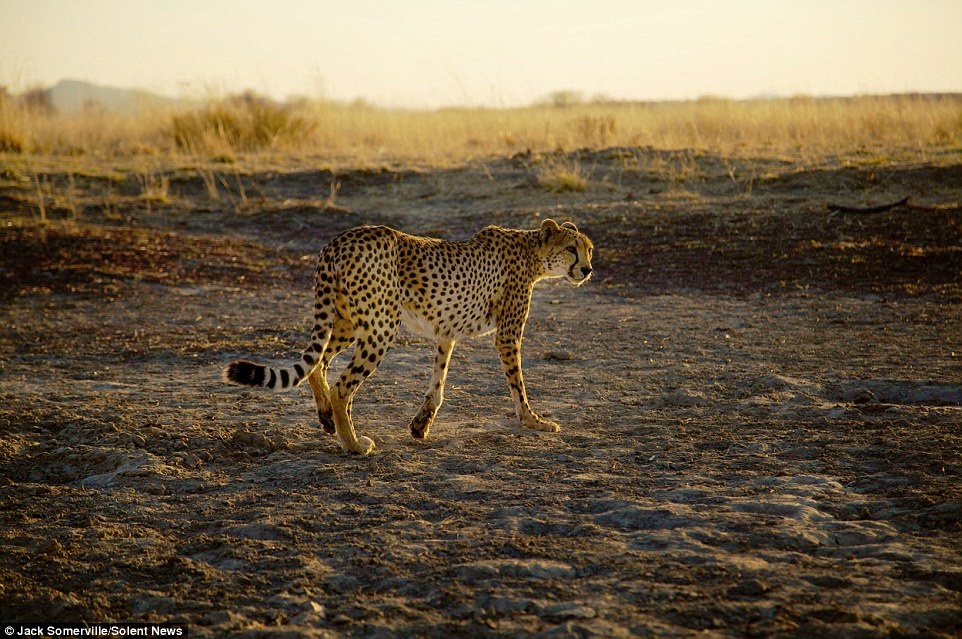 Охотники из древнего племени не боятся диких гепардов - фотограф Джек Сомервилль - 8