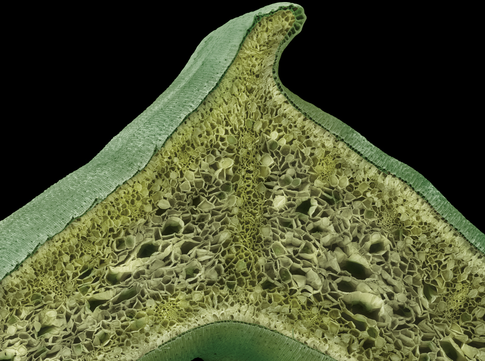 Фрукты и овощи под микроскопом - микрофотографии - 5