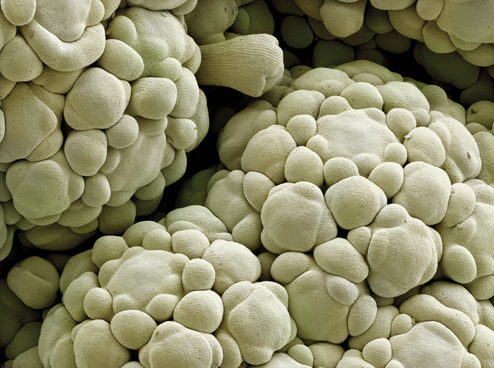 Фрукты и овощи под микроскопом - микрофотографии - 8