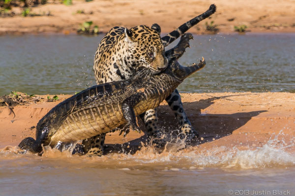 ягуар нападает на каймана - 10