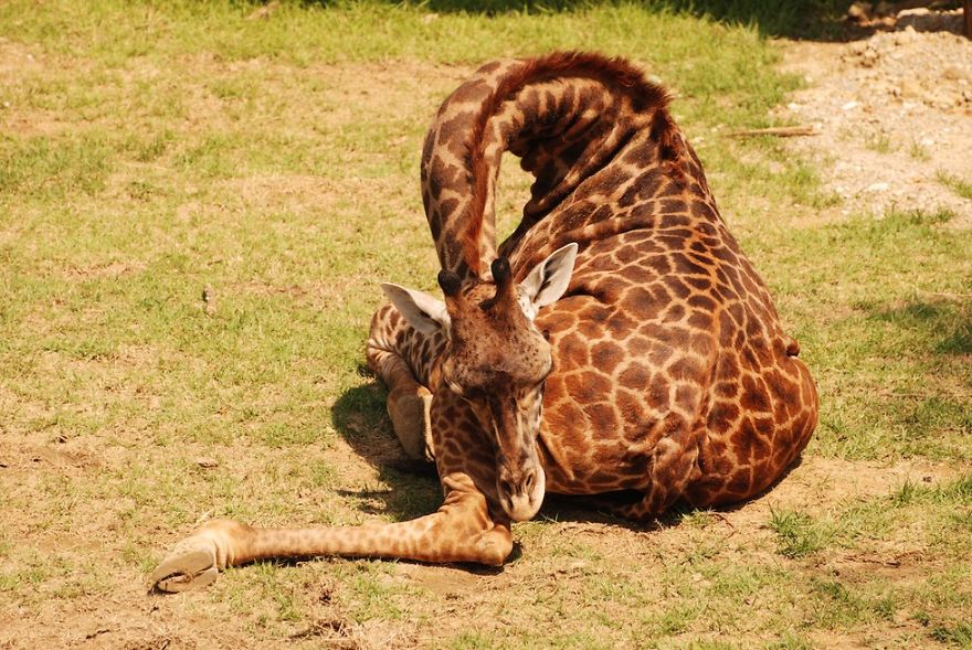 Как спят жирафы - 12 редких фото - 11