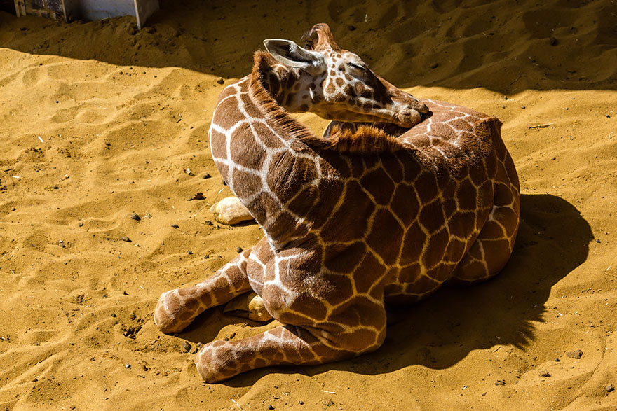 Как спят жирафы - 12 редких фото - 12