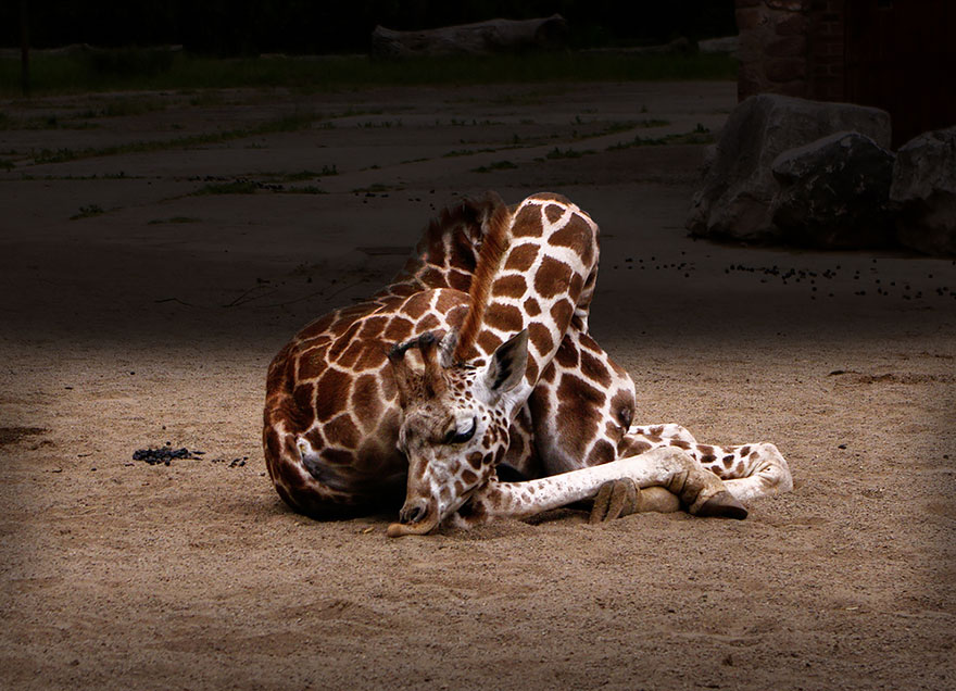 Как спят жирафы - 12 редких фото - 2