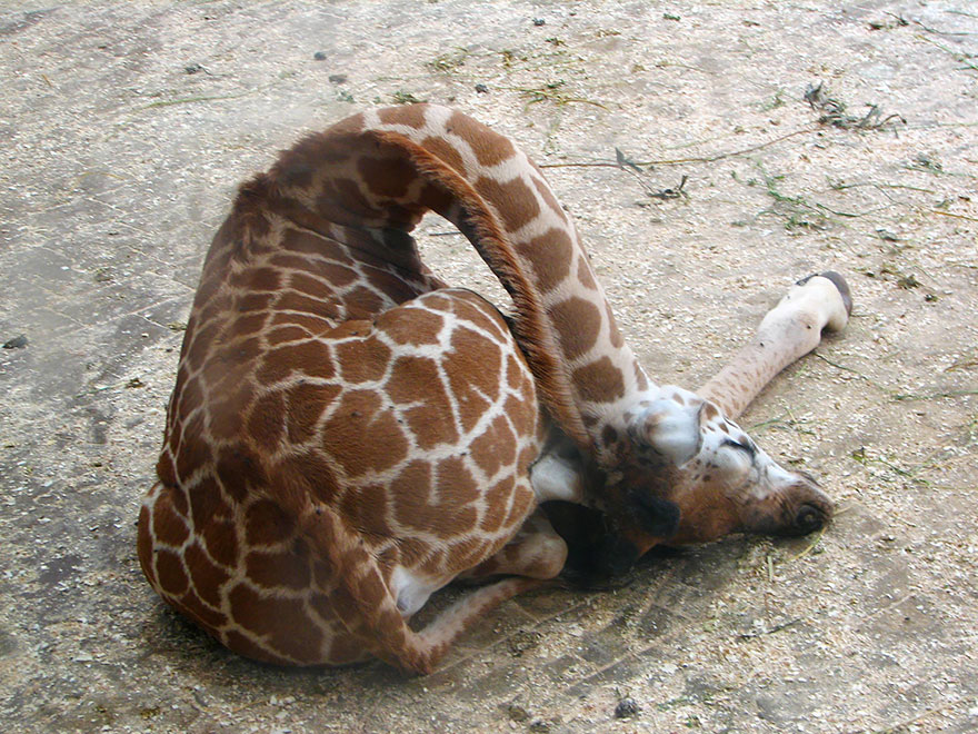 Как спят жирафы - 12 редких фото - 5