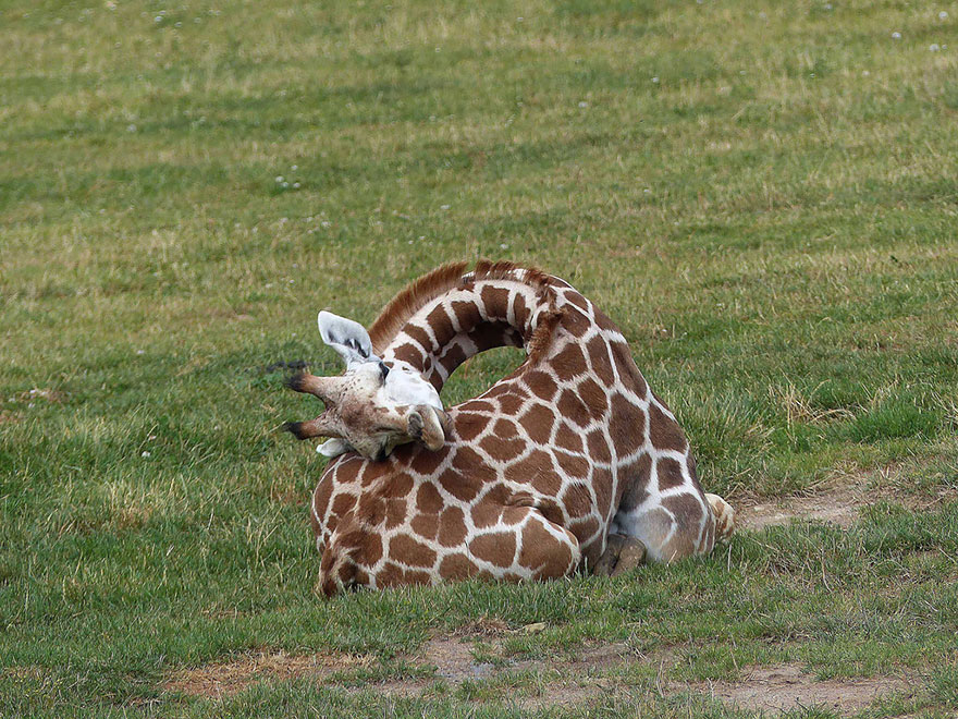 Как спят жирафы - 12 редких фото - 6