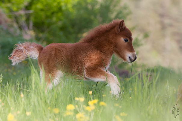 Невероятно очаровательные мини-лошади – 26 фото - 4